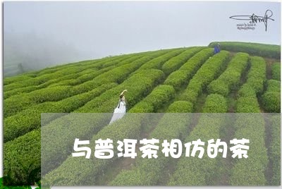 与普洱茶相仿的茶/2023120440404