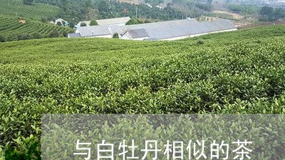 与白牡丹相似的茶/2023090664817