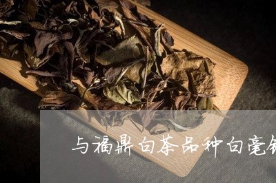 与福鼎白茶品种白毫银针/2023092138461