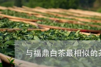 与福鼎白茶最相似的茶/2023091563938