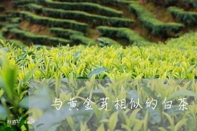 与黄金芽相似的白茶/2023081229361