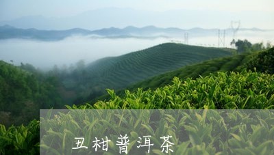 丑柑普洱茶/2023081595048