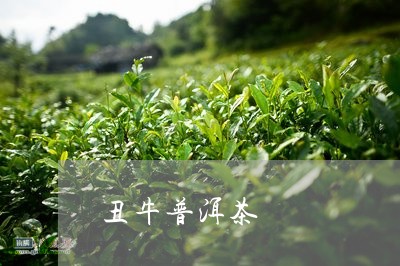 丑牛普洱茶/2023090544937