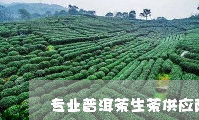 专业普洱茶生茶供应商/2023062310603