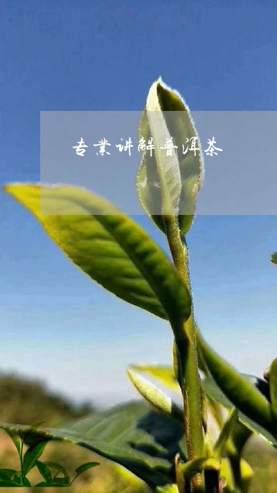 专业讲解普洱茶/2023081663938