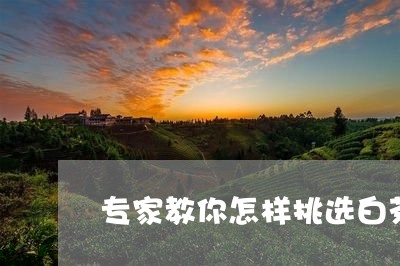 专家教你怎样挑选白茶/2023092675148