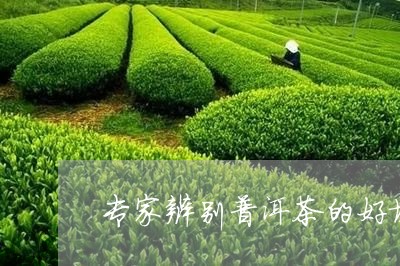 专家辨别普洱茶的好坏处/2023082832926