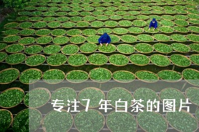 专注7年白茶的图片/2023071379592