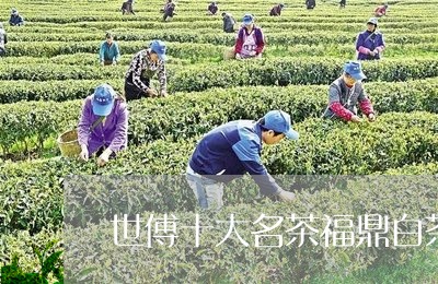 世傅十大名茶福鼎白茶/2023120719482