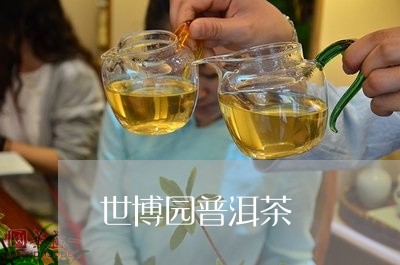 世博园普洱茶/2023081848481