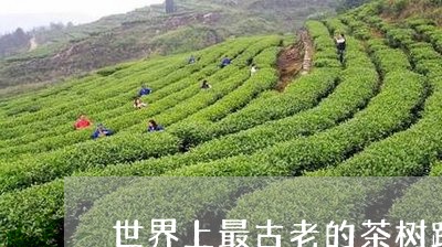 世界上最古老的茶树距今多少年/2023053149794