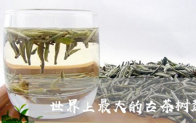 世界上最大的古茶树群/2023071591925