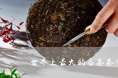 世界上最大的白茶茶饼/2023092644847