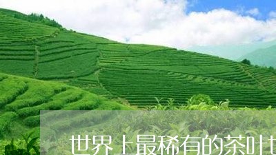 世界上最稀有的茶叶世界十大茶叶/2023060207380