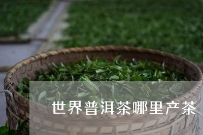 世界普洱茶哪里产茶/2023091457350