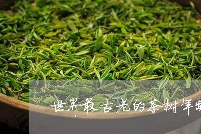 世界最古老的茶树年龄/2023071685351