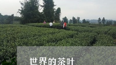 世界的茶叶/2023041757642