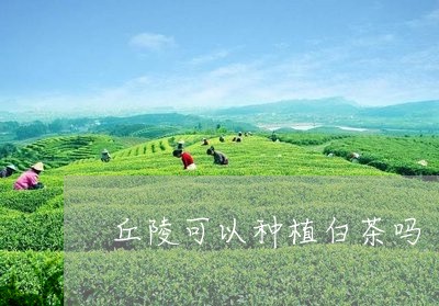 丘陵可以种植白茶吗/2023071420493