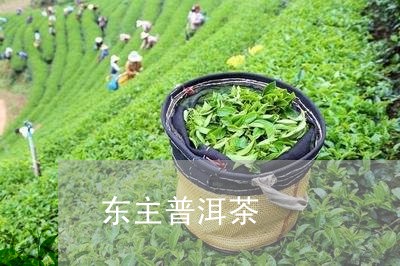 东主普洱茶/2023090585957