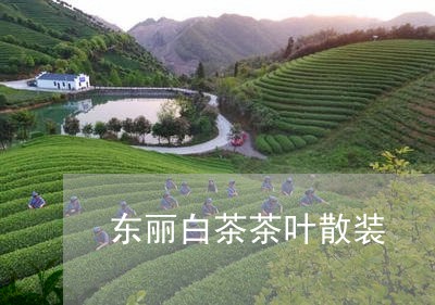 东丽白茶茶叶散装/2023061499360