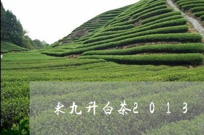 东九升白茶2013/2023121550491