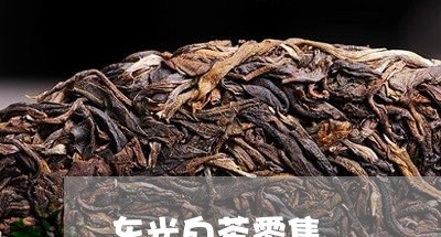 东光白茶零售/2023051250825