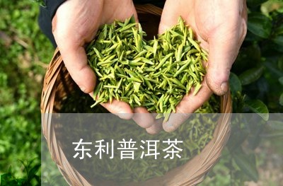 东利普洱茶/2023090678482