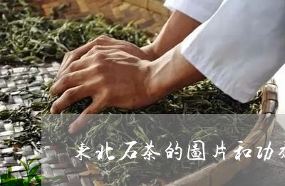 东北石茶的图片和功效/2023071564839