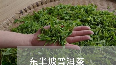 东半坡普洱茶/2023042617117