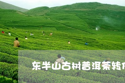 东半山古树普洱茶转化/2023062114916