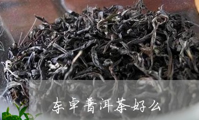 东卓普洱茶好么/2023102648602