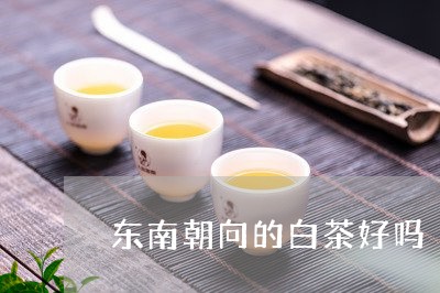 东南朝向的白茶好吗/2023070120382