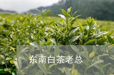 东南白茶老总/2023051200373