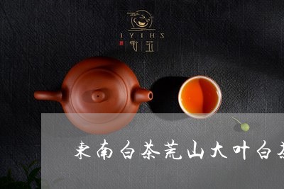 东南白茶荒山大叶白茶/2023092718484