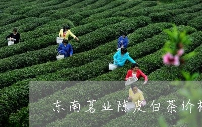 东南茗业陈皮白茶价格/2023092787491