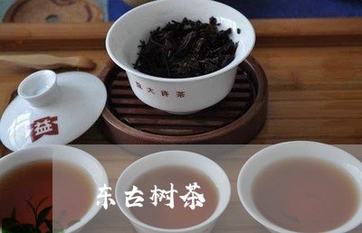 东古树茶/2023090150613