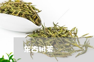 东古树茶/2023110808360