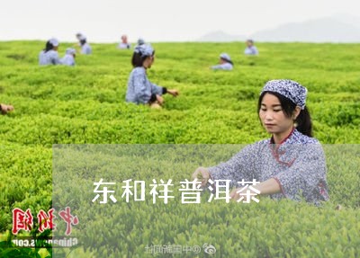 东和祥普洱茶/2023042748813