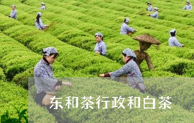 东和茶行政和白茶/2023061415958