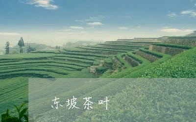 东坡茶叶/2023090151594