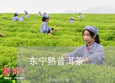 东宁熟普洱茶/2023042689896