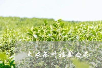 东家茶叶福鼎白茶/2023061418151