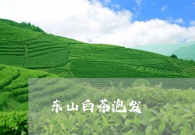 东山白茶泡发/2023051210793