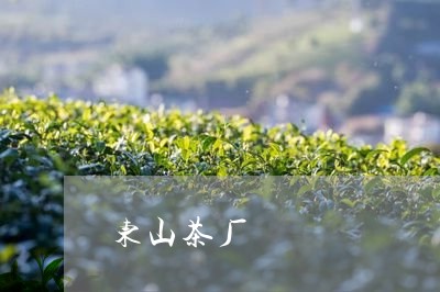 东山茶厂/2023090126261