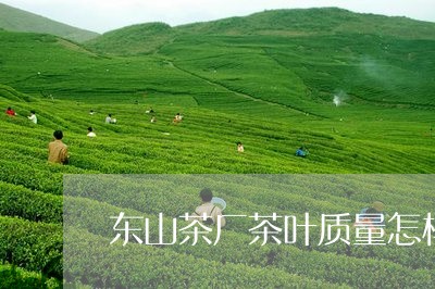 东山茶厂茶叶质量怎样/2023061125036