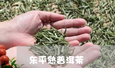 东平熟普洱茶/2023042668541