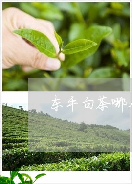 东平白茶哪个品种好/2023121614914