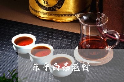 东平白茶老村/2023051258380