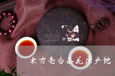 东方亮白茶花原产地/2023071460606