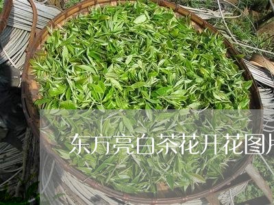 东方亮白茶花开花图片/2023092719583